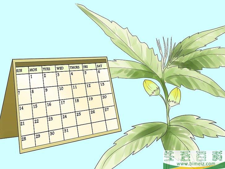 怎么种植合法的大麻