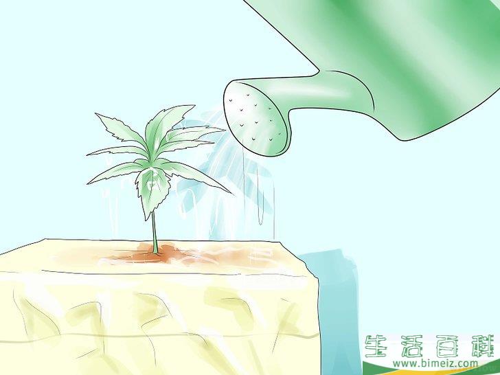怎么种植合法的大麻