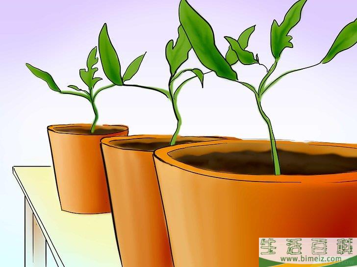 怎么用种子种植番茄