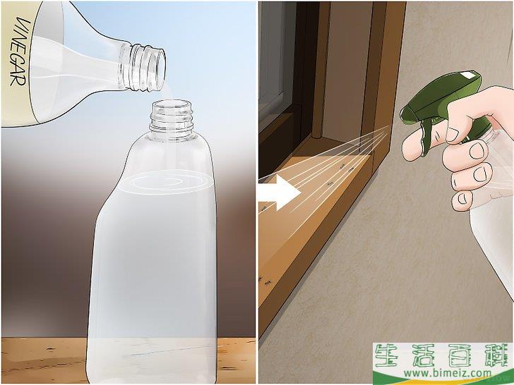 怎么去除蚁患