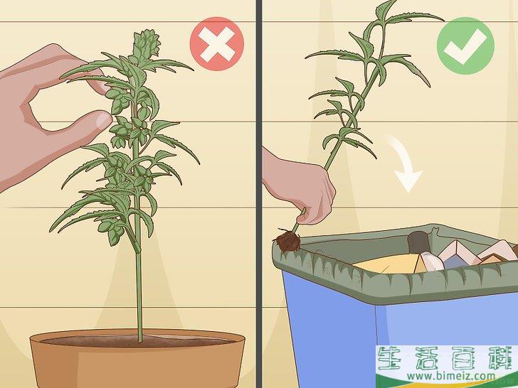怎么辨别雌雄大麻