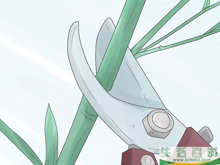 怎么种竹子
