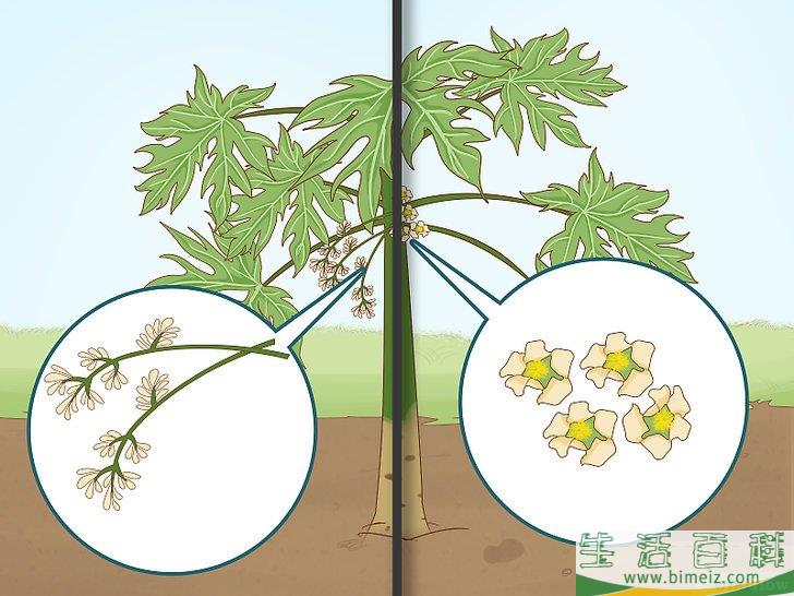 怎么种木瓜