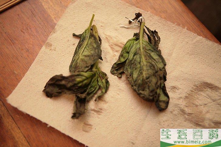 怎么风干罗勒叶