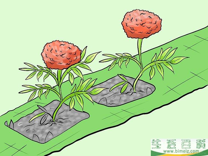 怎么防止猫进入你的花园