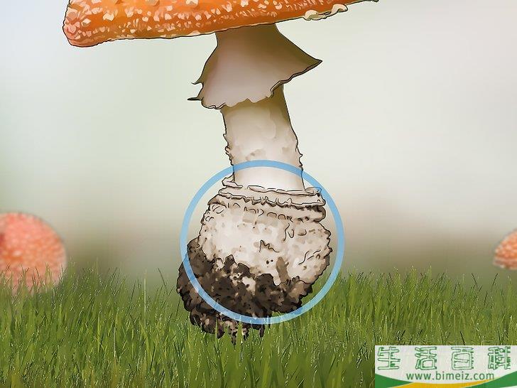 怎么辨认有毒野生菌