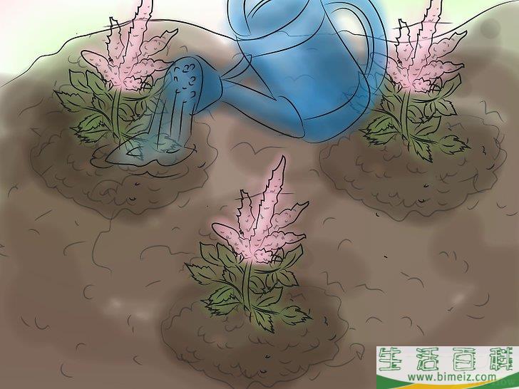 怎么种植落新妇
