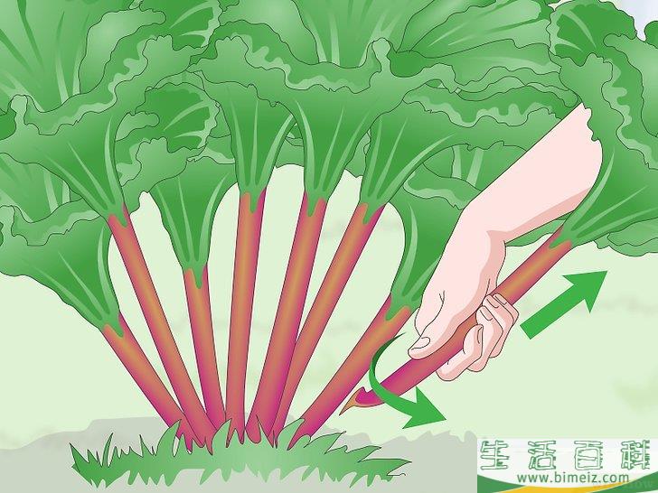 怎么收获大黄