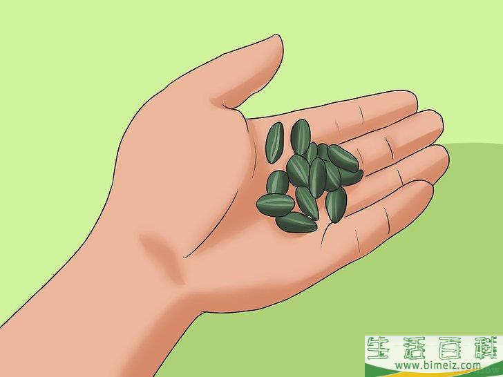 怎么种植向日葵