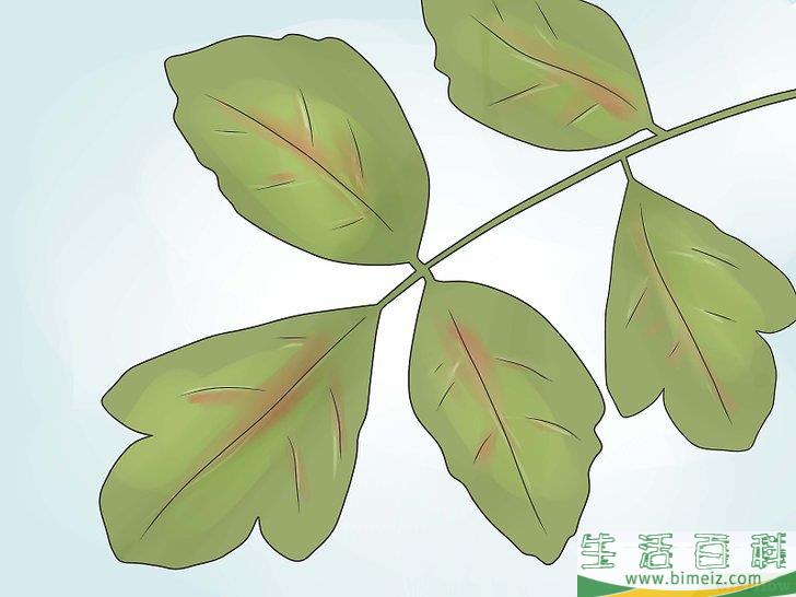 怎么消灭毒葛