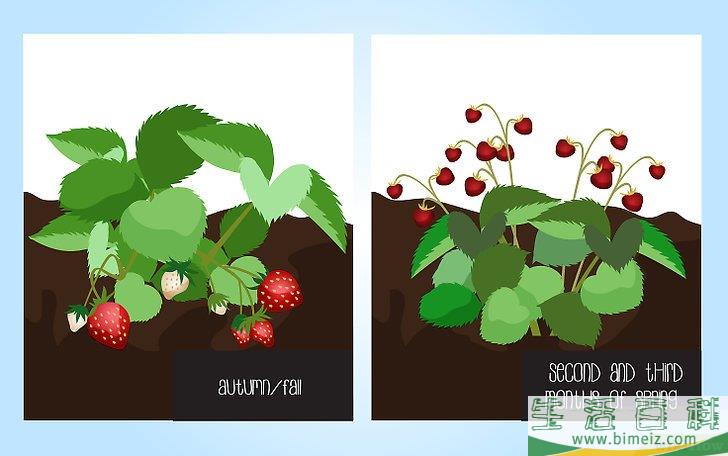 怎么种草莓