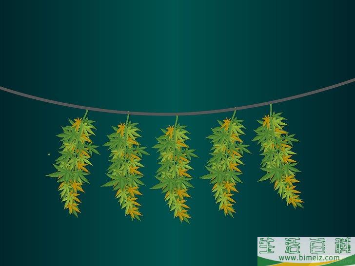 怎么种植医用大麻