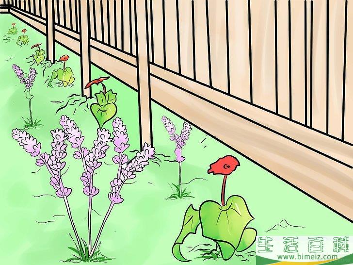 怎么防止猫进入你的花园