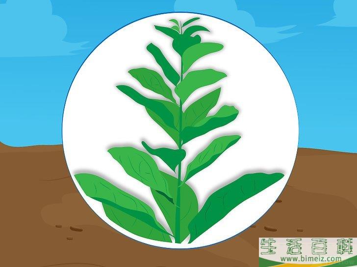 怎么种植菠菜