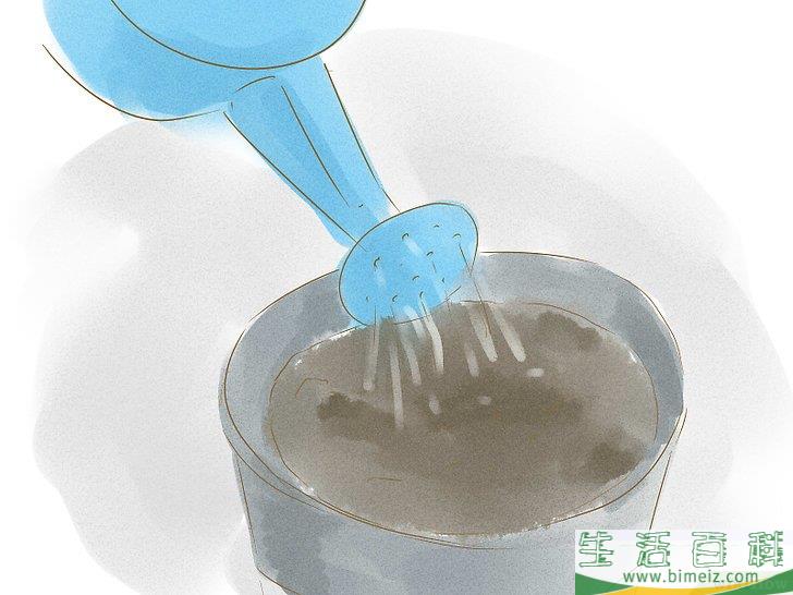 怎么用种子种植植物