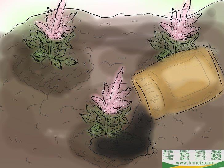 怎么种植落新妇