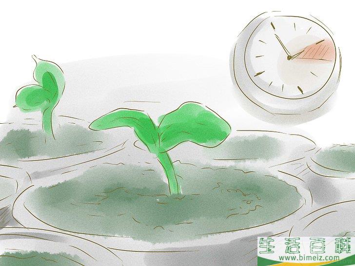 怎么用种子种植植物