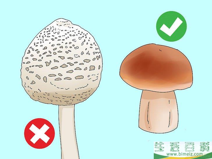 怎么判断蘑菇是否能食用