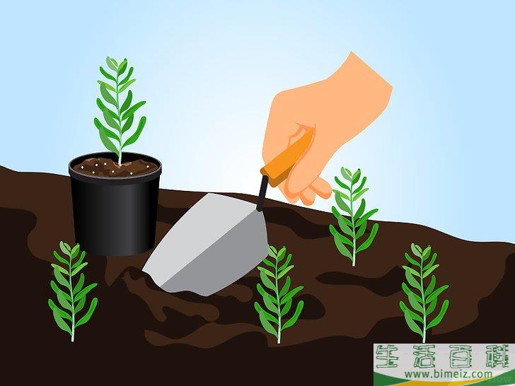 怎么用种子栽培薰衣草