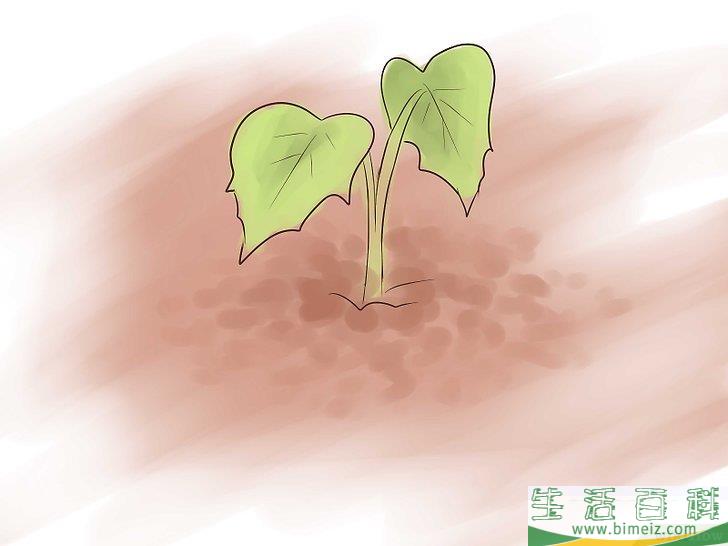 怎么种植红薯