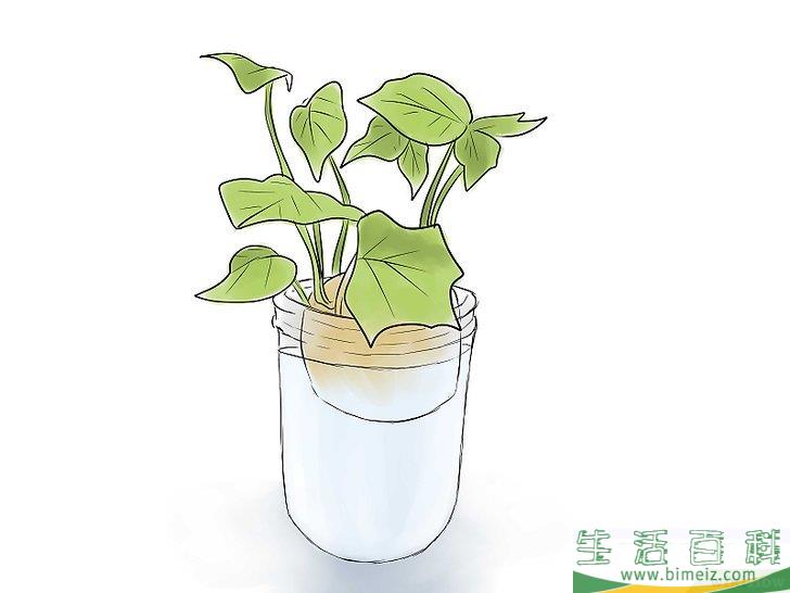 怎么种植红薯