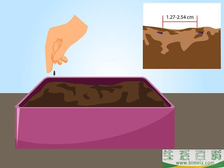 怎么用种子栽培薰衣草