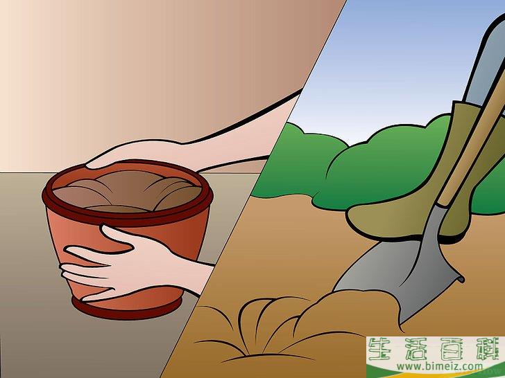 怎么种植秋海棠