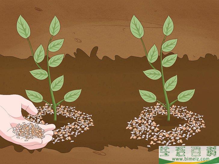怎么使园林免受蜗牛侵害