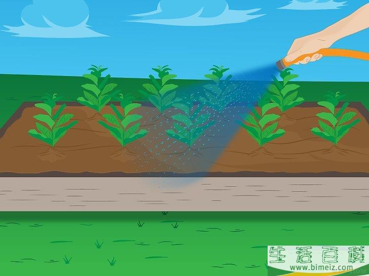 怎么种植菠菜