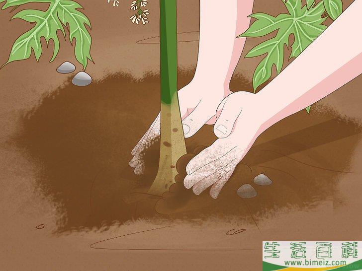 怎么种木瓜