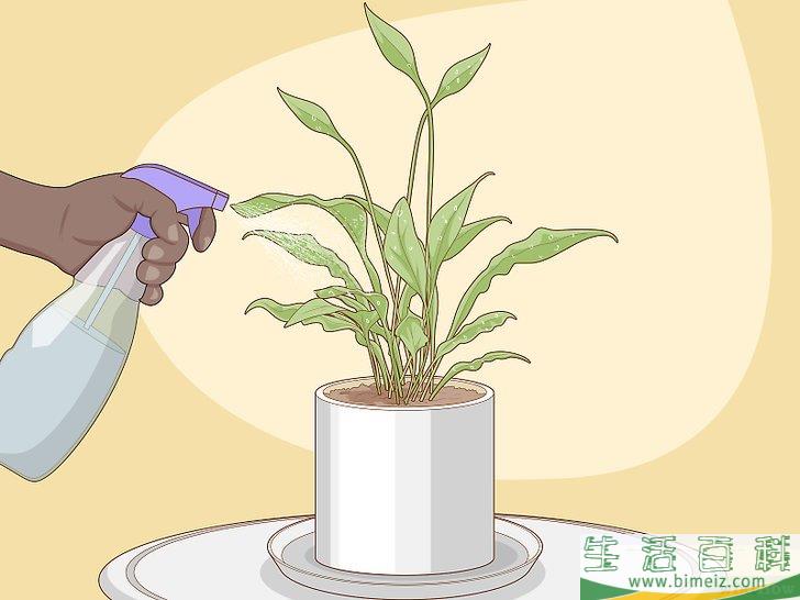 怎么照料白鹤芋