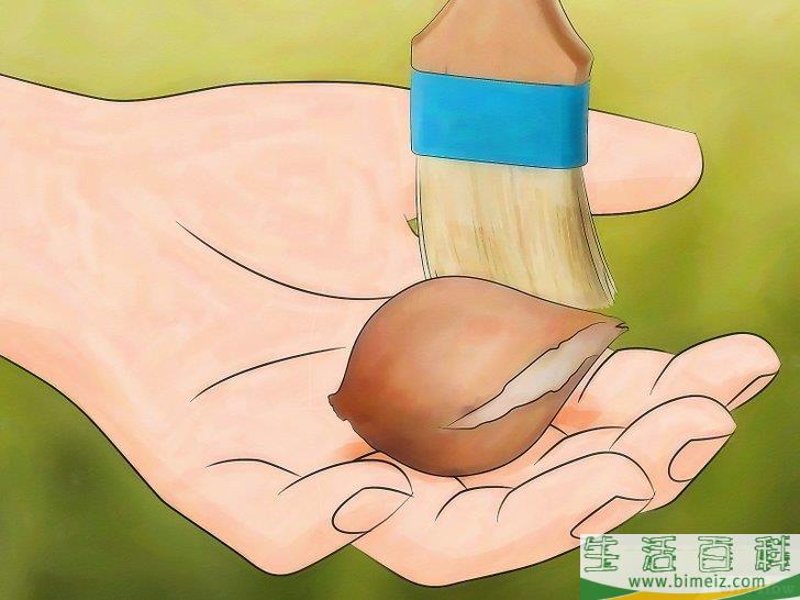 怎么储藏郁金香球茎