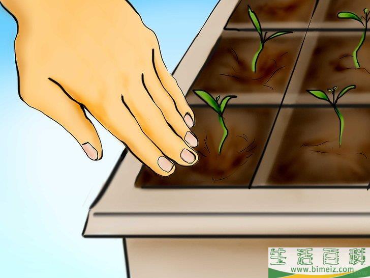 怎么用种子种植番茄