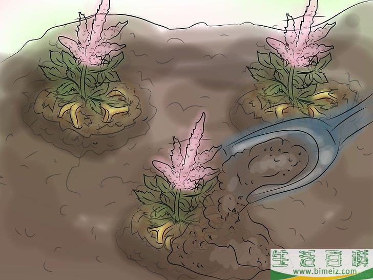 怎么种植落新妇