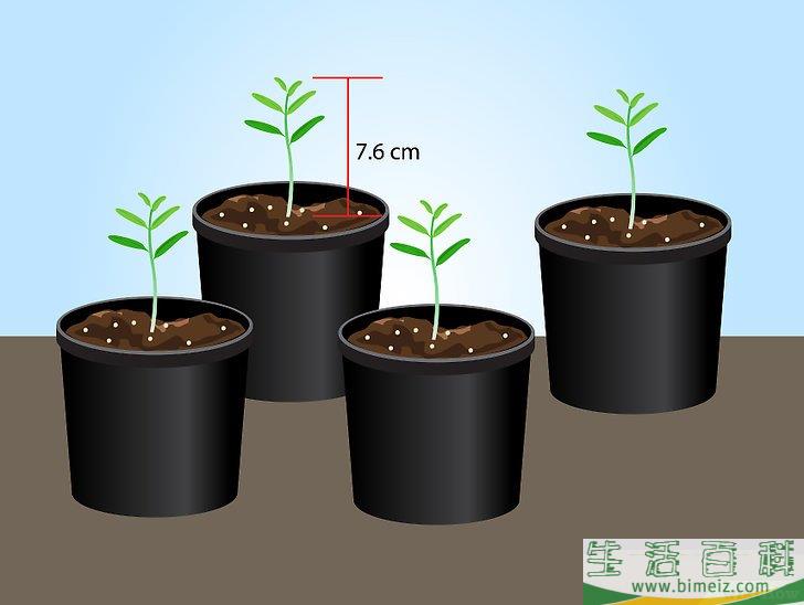 怎么用种子栽培薰衣草