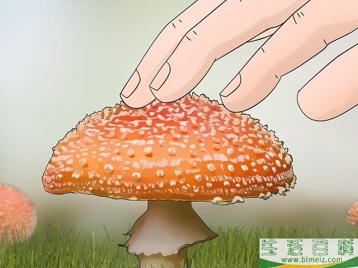 怎么辨认有毒野生菌