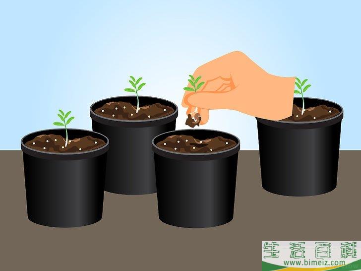 怎么用种子栽培薰衣草