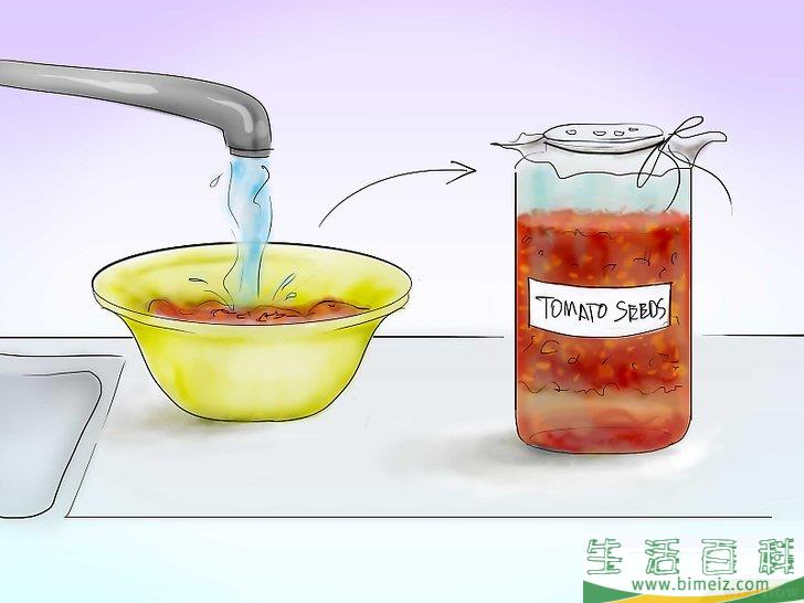 怎么用种子种植番茄