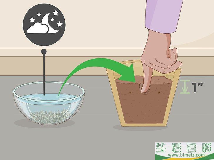 怎么种芹菜