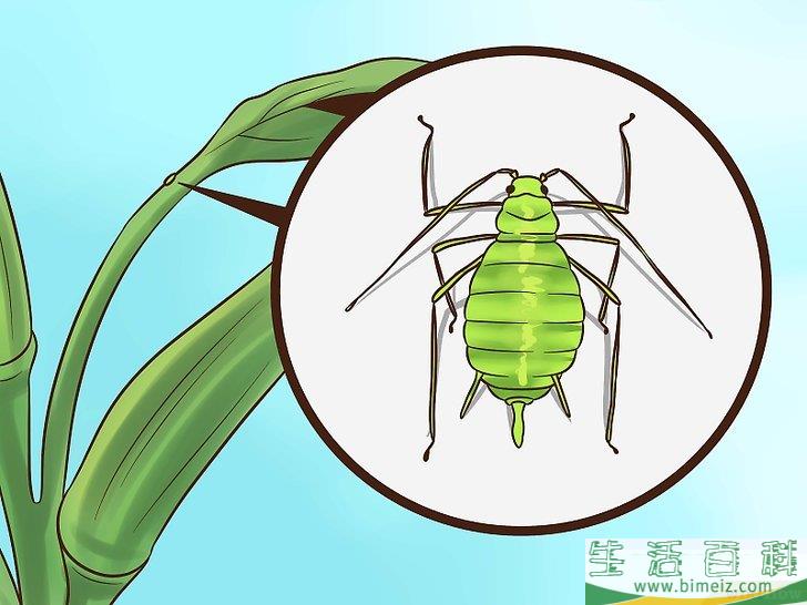 怎么种植秋葵