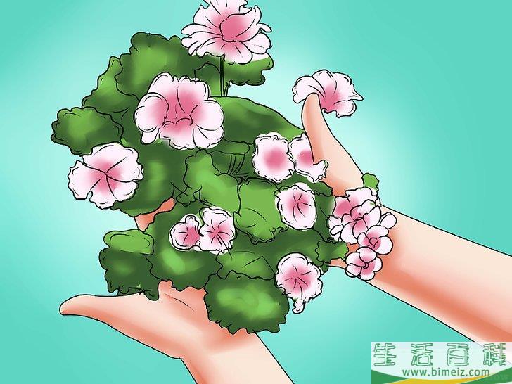 怎么种天竺葵