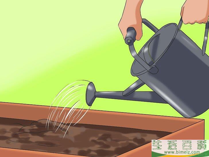 怎么种植向日葵