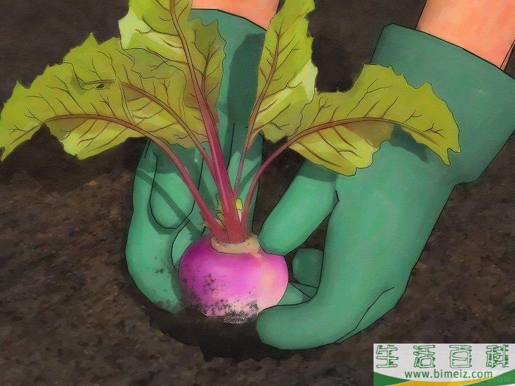 怎么种植萝卜