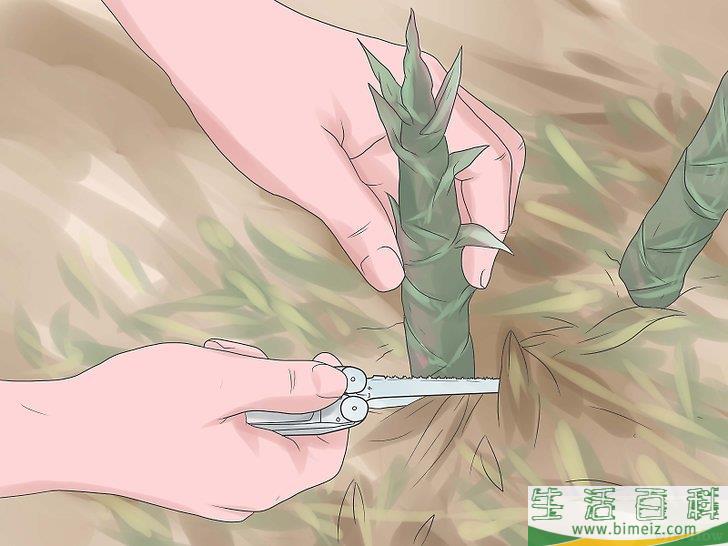 怎么种竹子