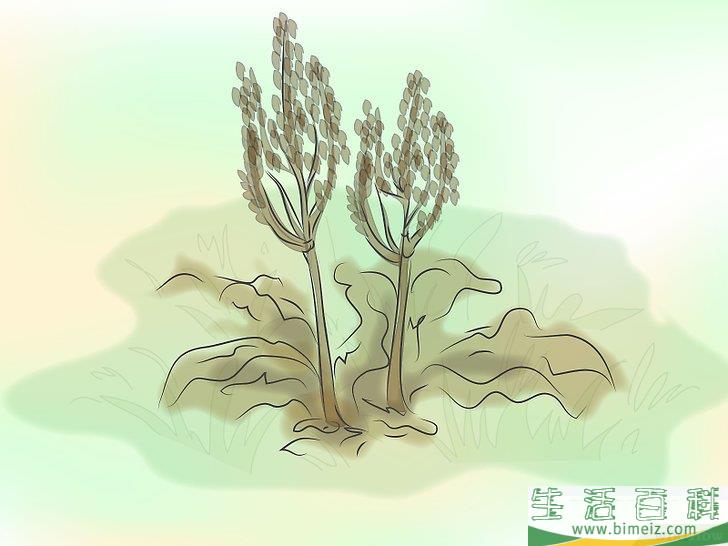 怎么种植落新妇