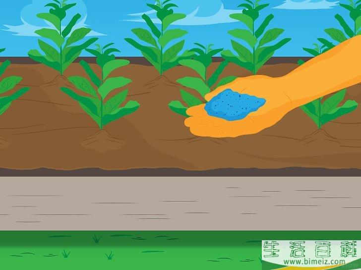 怎么种植菠菜