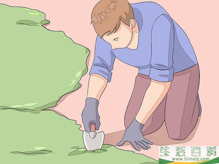 怎么种植苔藓