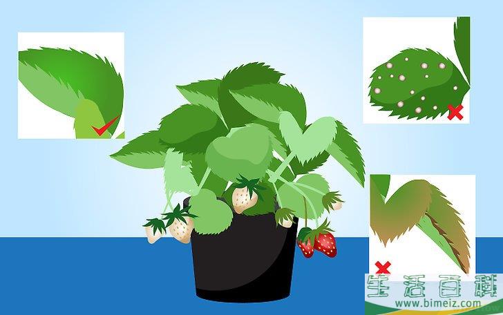 怎么种草莓