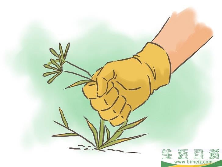 怎么种百香果