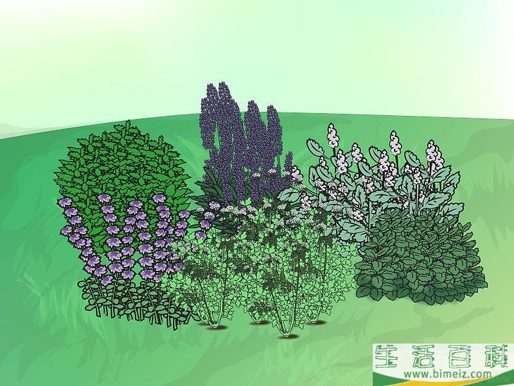 怎么种植落新妇